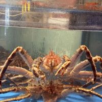 King Crab House ico