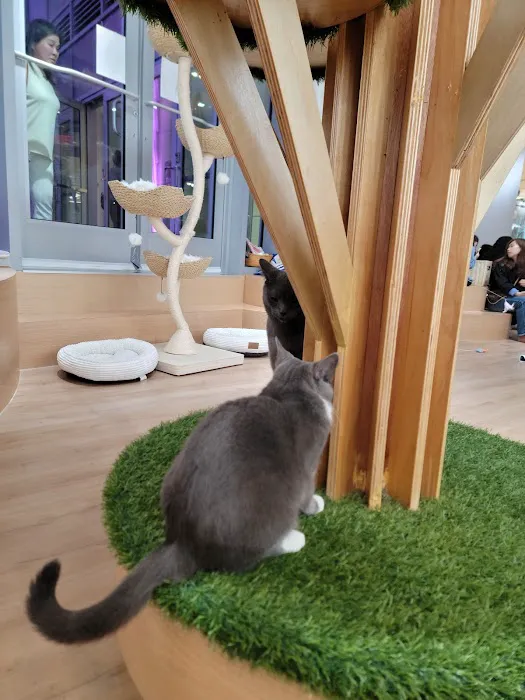 Kokoro Cat Café Picture 6