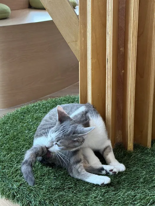Kokoro Cat Café Picture 1