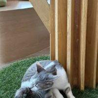 Kokoro Cat Café ico
