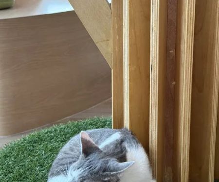 Kokoro Cat Cafu00e9