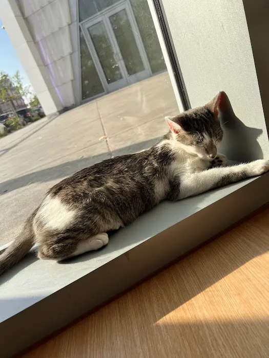 Kokoro Cat Café Picture 9