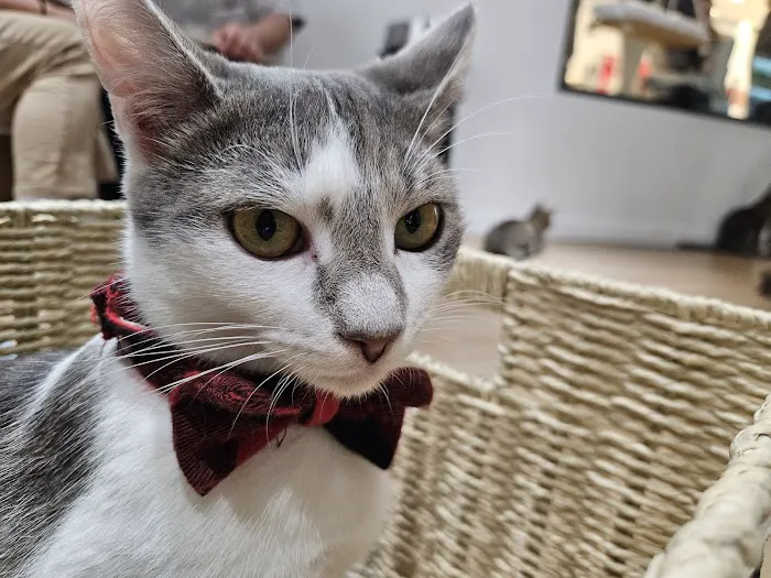 Kokoro Cat Café Picture 3