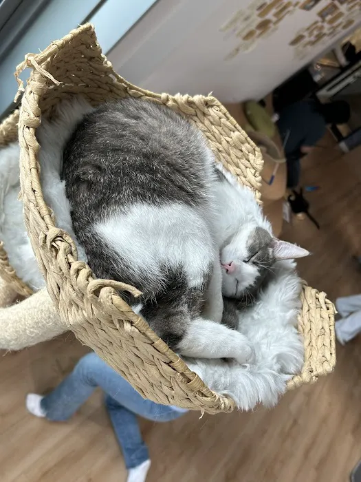 Kokoro Cat Café Picture 2