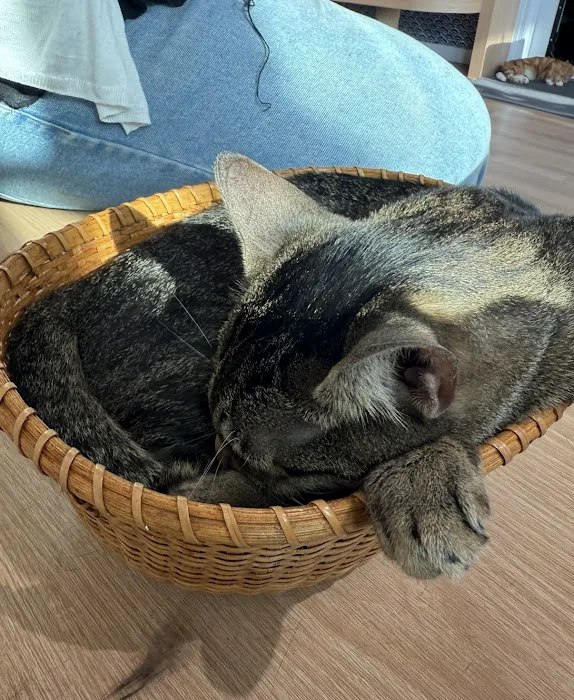 Kokoro Cat Café Picture 10