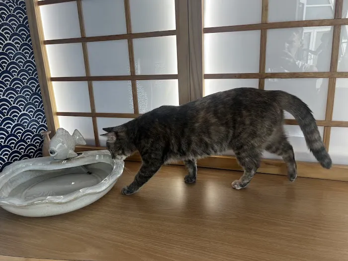 Kokoro Cat Café Picture 7