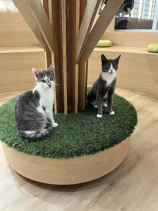 Kokoro Cat Café Picture 5