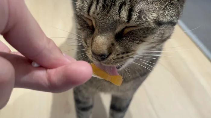 Kokoro Cat Café Picture 4