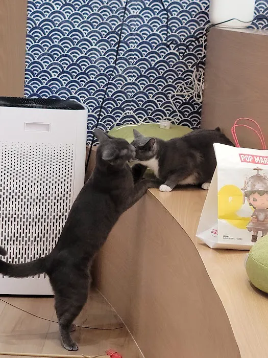 Kokoro Cat Café Picture 8