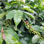 Col Brew Coffee
