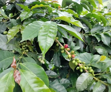 Col Brew Coffee