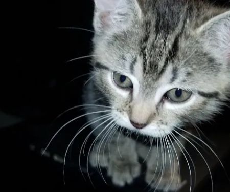 Sutter Ave Mini Market