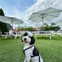 The Grove at Dakota's ico