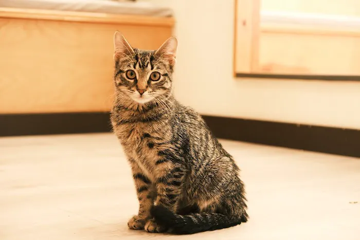 Espurresso Cat Cafe 有「意式」猫咖 Picture 6