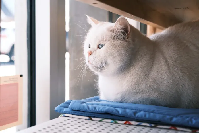 Espurresso Cat Cafe 有「意式」猫咖 Picture 9