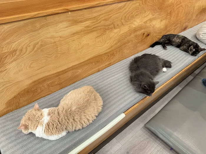 Espurresso Cat Cafe 有「意式」猫咖 Picture 10