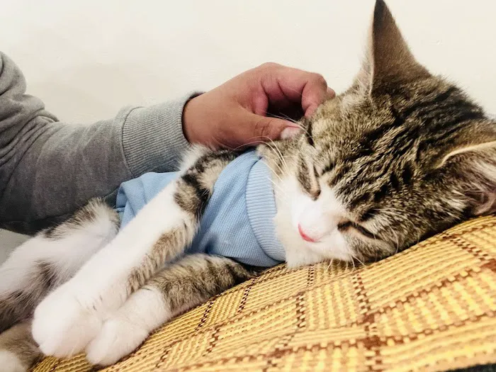 Espurresso Cat Cafe 有「意式」猫咖 Picture 1