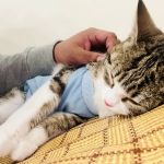Espurresso Cat Cafe 有「意式」猫咖