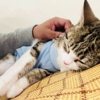 Espurresso Cat Cafe 有「意式」猫咖 ico