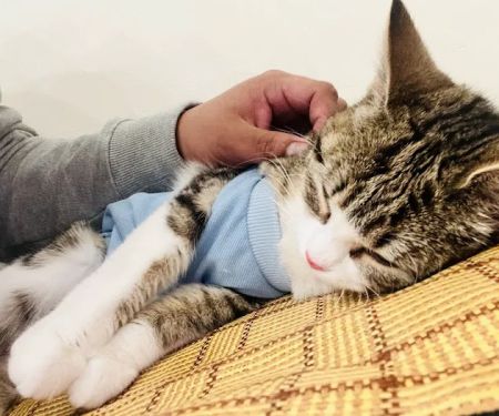 Espurresso Cat Cafe 有「意式」猫咖