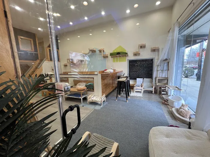 Espurresso Cat Cafe 有「意式」猫咖 Picture 4