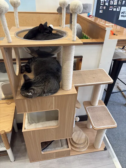 Espurresso Cat Cafe 有「意式」猫咖 Picture 2