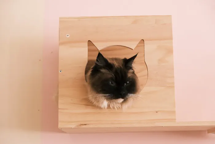 Espurresso Cat Cafe 有「意式」猫咖 Picture 7