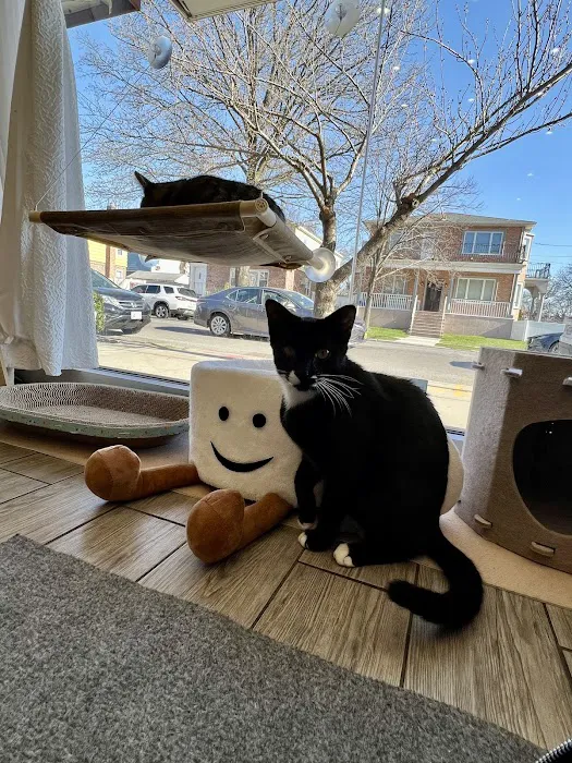 Espurresso Cat Cafe 有「意式」猫咖 Picture 5