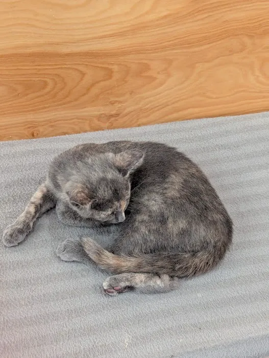 Espurresso Cat Cafe 有「意式」猫咖 Picture 3