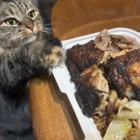 Caribbean America Cuisine ico