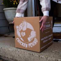 The Chicken Pound ico