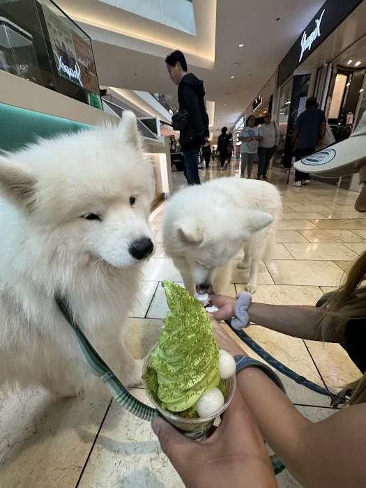 Matcha Cafe Maiko Garden State Plaza Picture 10