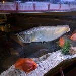 Yuki sushi restaurant