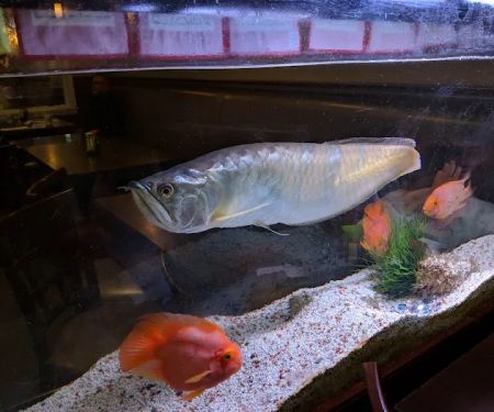 Yuki sushi restaurant