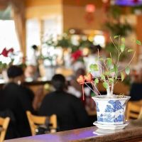 Dynasty Buffet ico