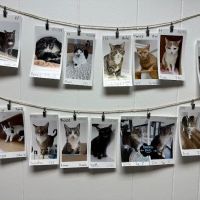 Catfé Montclair ico