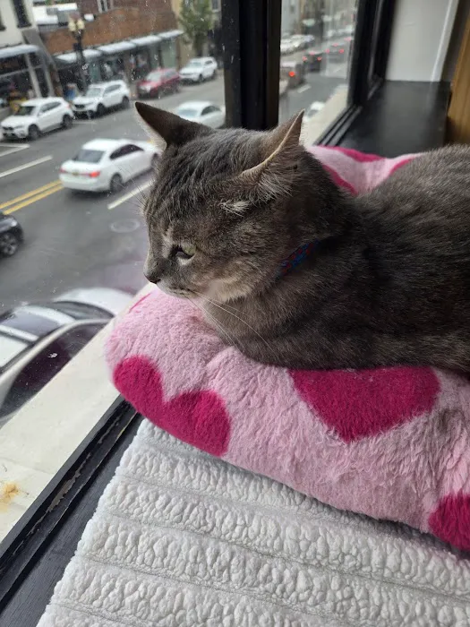 Catfé Montclair Picture 6