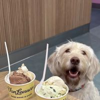 Van Leeuwen Ice Cream ico