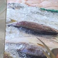Fancy Fish ico