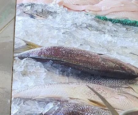 Fancy Fish