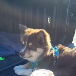 Bagel Boss of Roslyn