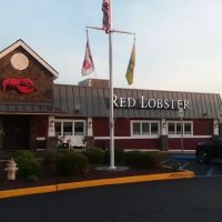 Red Lobster ico