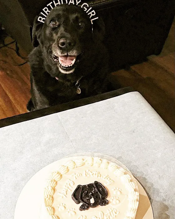 Milky's Pawfections Pet Cakes Picture 3