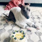 Milky's Pawfections Pet Cakes