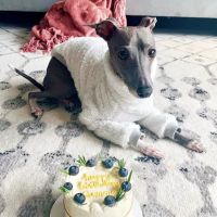 Milky's Pawfections Pet Cakes ico
