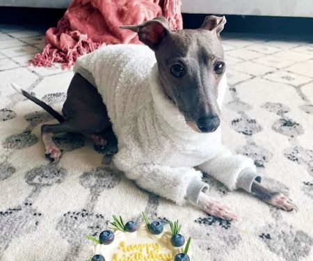 Milky's Pawfections Pet Cakes