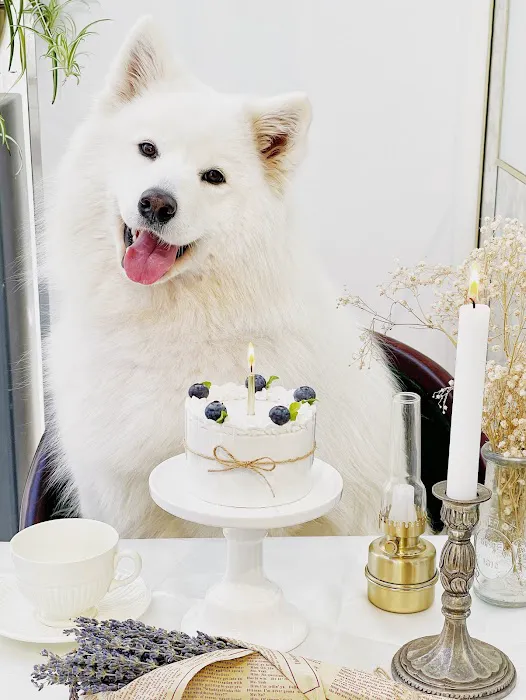 Milky's Pawfections Pet Cakes Picture 2
