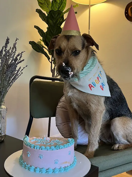 Milky's Pawfections Pet Cakes Picture 8