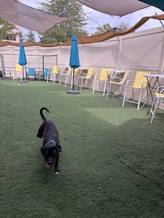 Bark ‘n Brews Picture 9