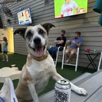 Bark ‘n Brews ico